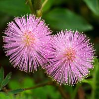 Mimosa pudica