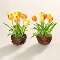 Tulipánfészek